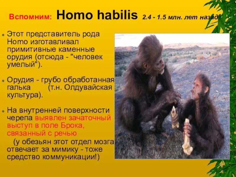 Род homo представители Эволюция. Представители рода хомо. Первые представители рода homo. Представители хомо хабилис. Первые представители рода человек