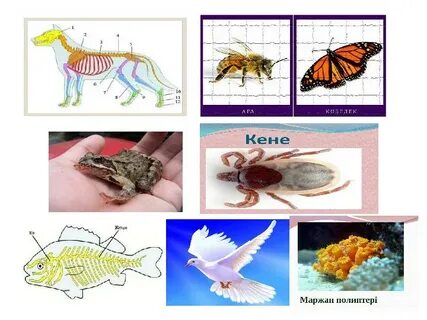 Менің досымның анасын сиськи арасында сиқытып жатқан суретім