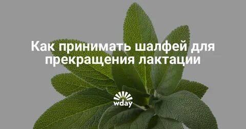 Шалфей при грудном вскармливании