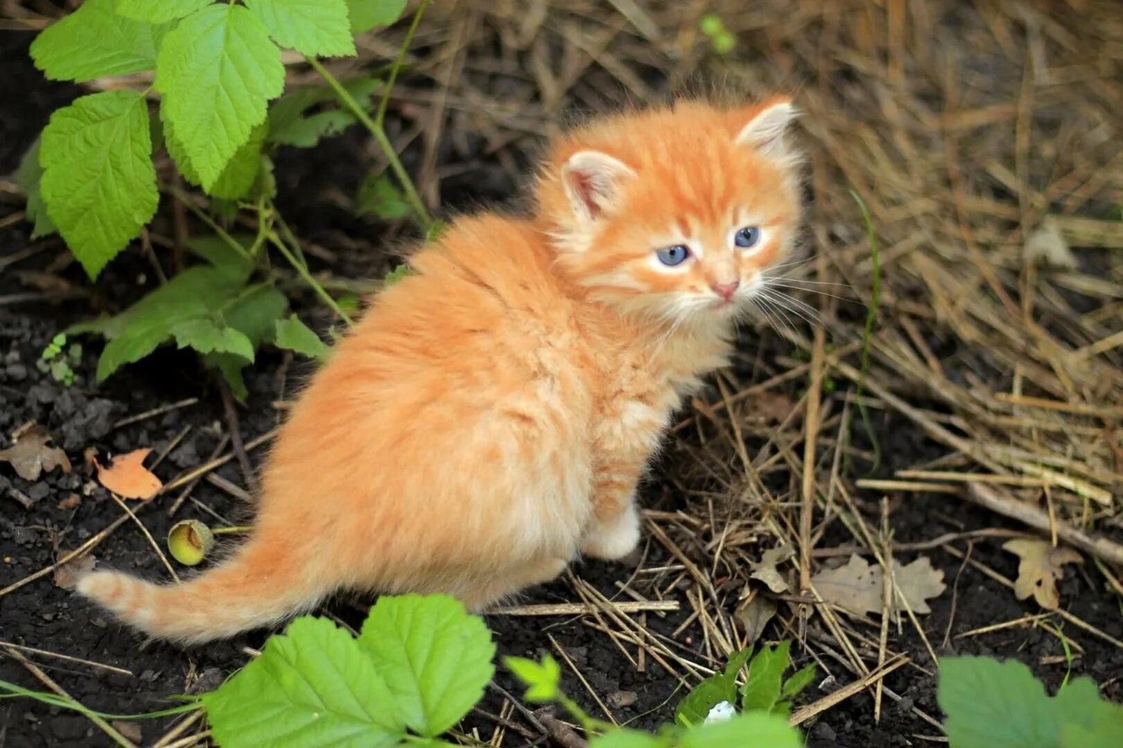 Включи рыжик. Рыжий кот Рыжик. Рыжик Рыжик рыжий кот. Рыжий котёнок. Котенок Рыжик.