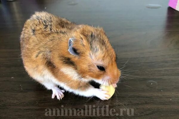 Можно джунгарским хомякам банан. Хомяк и банан. Можно давать хомякам банан. Можно сирийским хомякам бананы. Бананы можно давать сирийским хомякам.