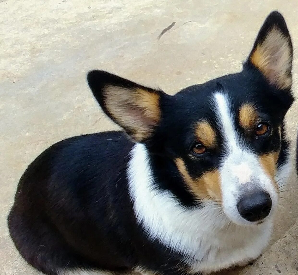 корги окрасы. вельш корги пемброк соболиный. щенки вельш корги пемброк. вельш корги пемброк соболиный. вельш корги тигровый.