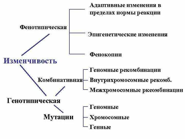Изменчивость, её формы. Фенотипическая, комбинативная и мутационная изменчивость