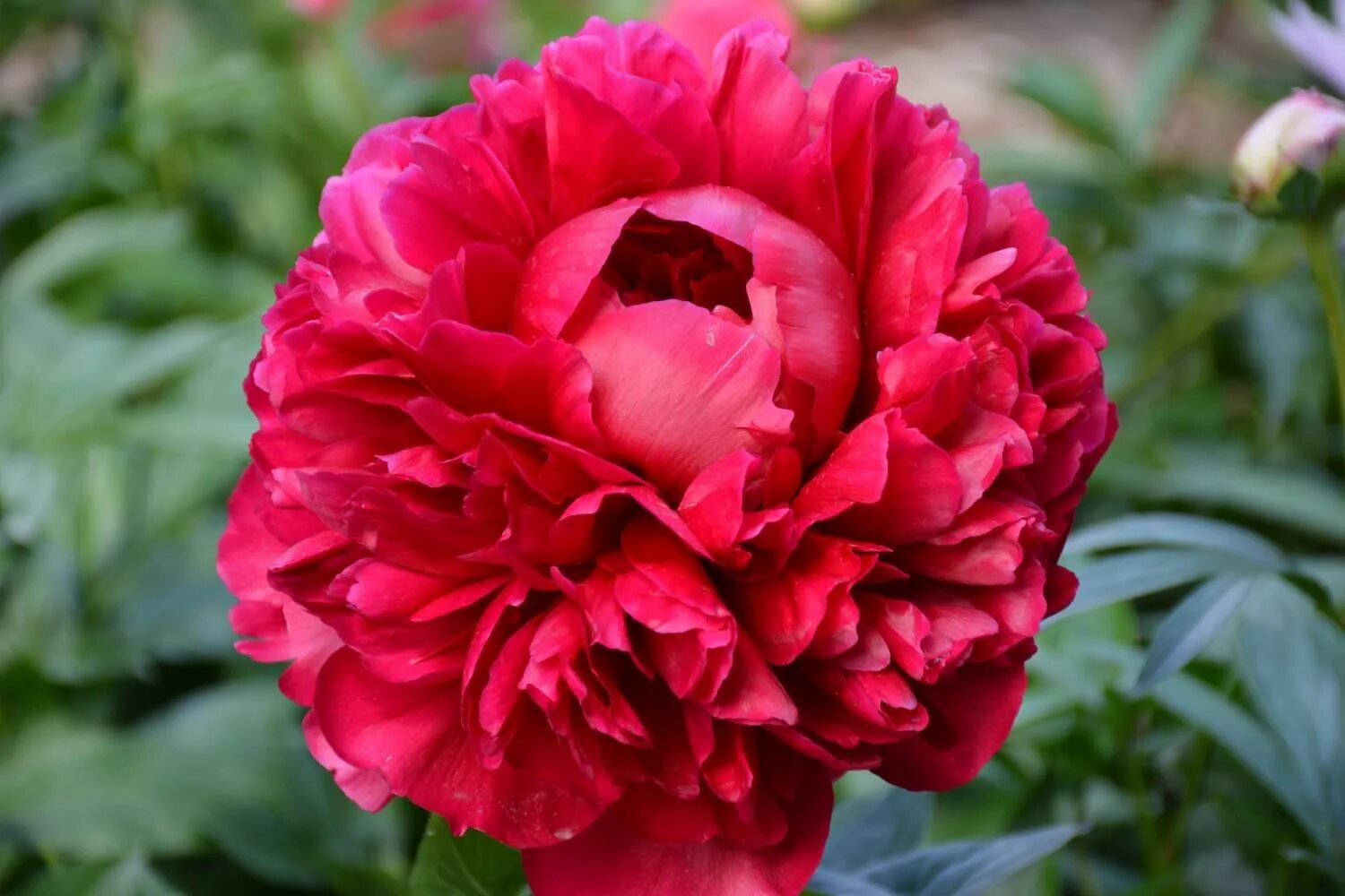 Red red rose пион