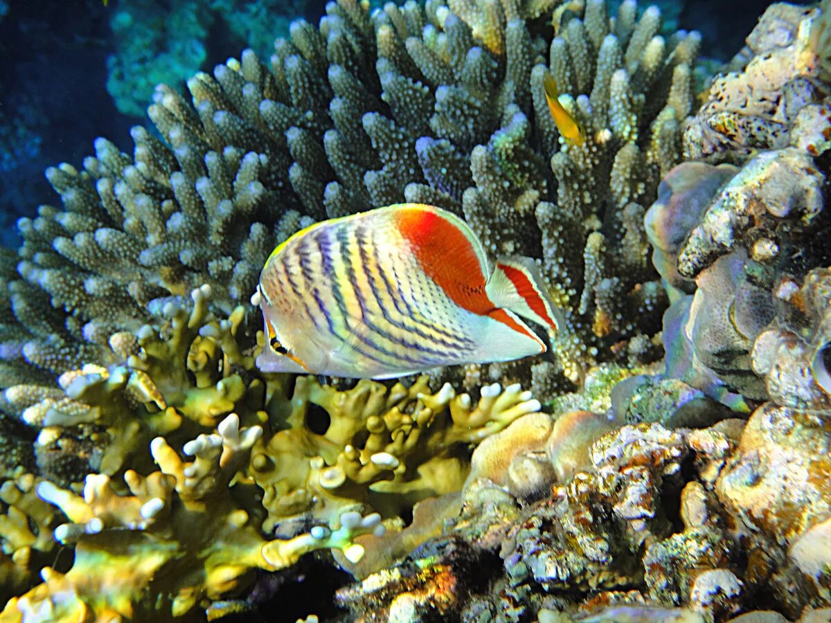 Обитатели кораллового рифа. Рифы в Египте. Коралловые рифы красного моря в Египте. Рифы и рыбы в Египте. Рыбки коралловых рифов в Красном море.