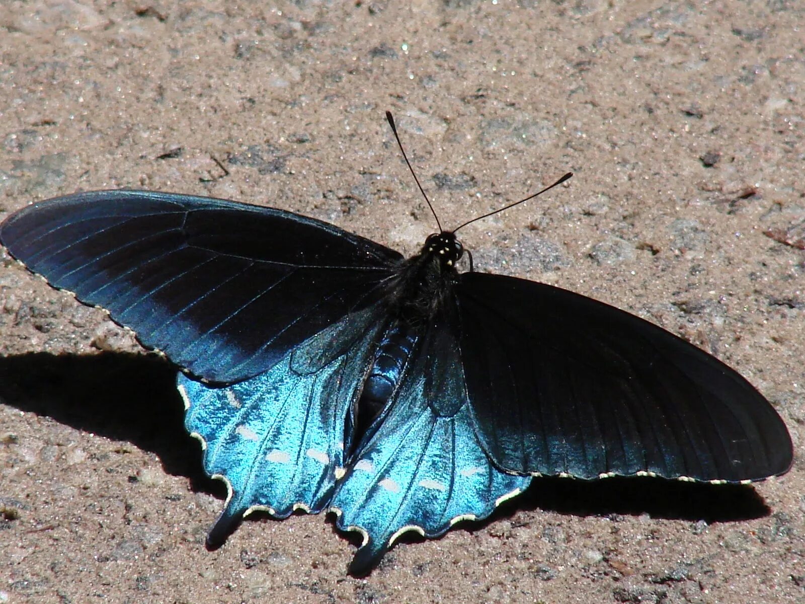 Махаон Маака бабочка. Pipevine Swallowtail бабочка. Черный Махаон бабочка. Парусник Маака бабочка. Бабочка черный рынок