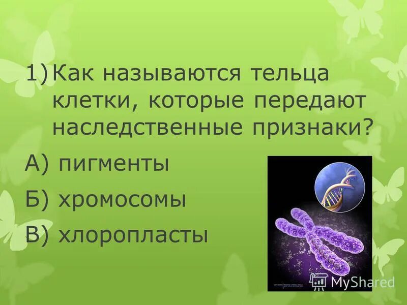 ядро и ядрышко. тельце в ядре клетки передающие наследственные. передача наследственной информации клетки обеспечивается. хромосомы в клетке. клеточное ядро строение органоида.