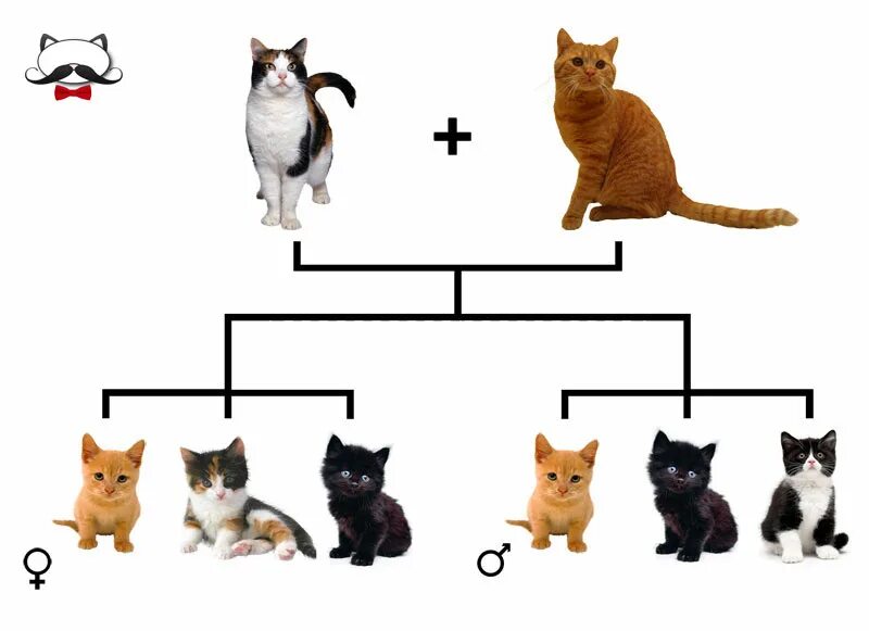 Генетика кошек. Трехцветные кошки наследование. Наследование окраски у кошек. Черепаховая окраска кошек генетика.
