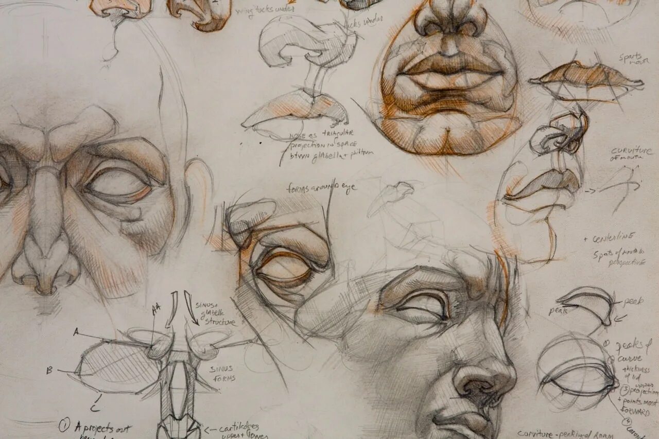 Академический рисунок уроки. Анатомия черепа Рыжкин. Могилевцев анатомия глаза. Готтфрид Баммес глаза. Баммес анатомия для художников части лица.