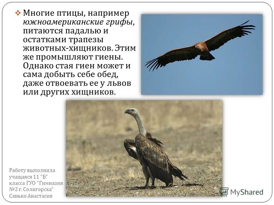 Чем всю жизнь питаться падалью. Сказка о вороне в капитанской дочке. Чем всю жизнь питаться падалью. Однажды орел спрашивал у ворона. Чем всю жизнь питаться падалью.