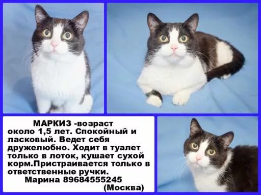 маркиз кличка для кота. маркиз имя кота. кошка маркиз. маркиз имя кота. маркиз имя для кота.