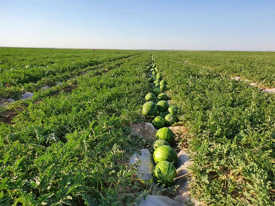 Watermelon Planting How to Grow Watermelons How to grow watermelon, Watermelon p