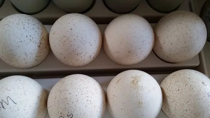 Куплю биг 6 яиц. Инкубационное яйцо Биг 6. Инкубационное яйцо жако. Италия инкубационное яйцо Биг 6. Инкубационное яйцо индюшки.
