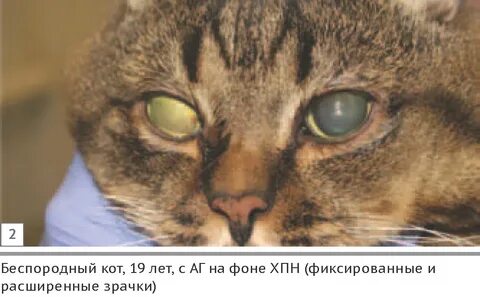Умирает кот хпн