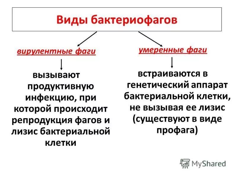 строение бактериофага микробиология. вирусы бактерий (бактериофаги, или фаги). вирус бактериофаг. в чем разница бактериофагов. классификация бактериофагов по форме.