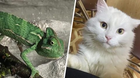 Кот хамелеон