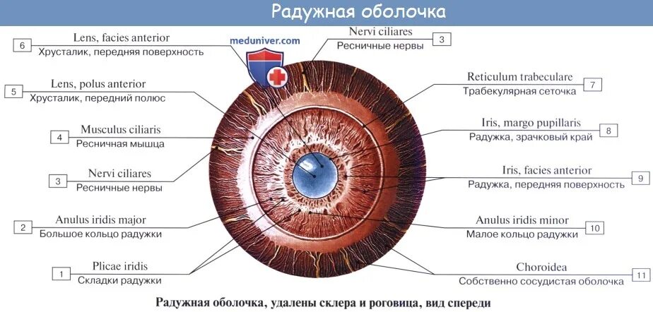 Зрачок в организме человека выполняет функцию. Строение глаза радужка оболочка. Радужная оболочка глаза иннервация. Строение Радужки анатомия. Радужка глаза анатомия.