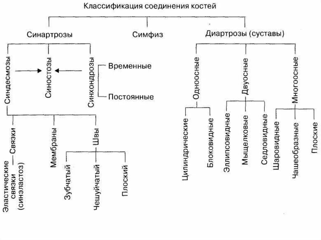 Анатомическая классификация соединений костей. Классификация видов соединения костей. Классификация соединений костей схема. Схема соединения костей.