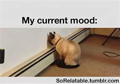 Current mood. Куррент моод. плотный current mood. current mood каждый день.