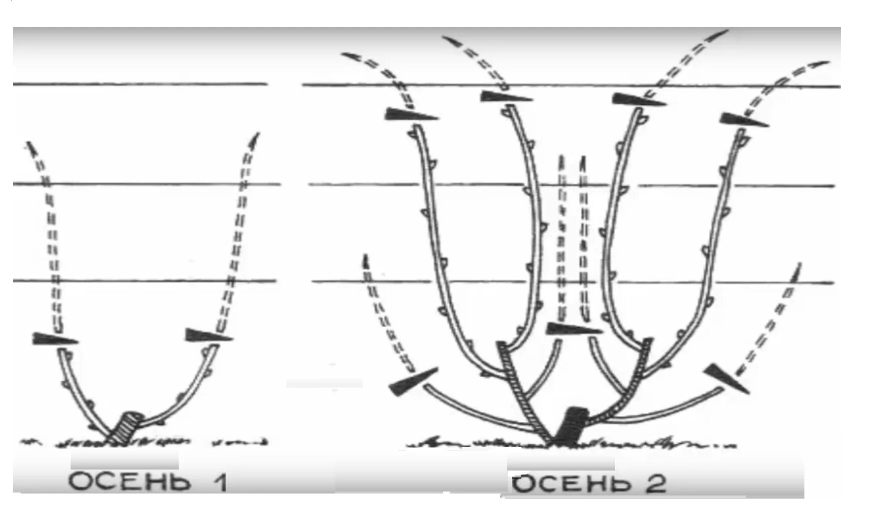 Обрезка винограда весной для начинающих как обрезать. Обрезка винограда осенью для начинающих. Обрезание винограда весной схема. Обрезка винограда весной 3 года весной схема. Формирование куста винограда схема.