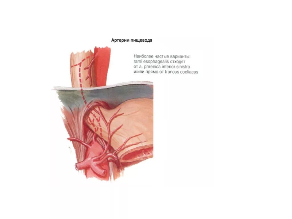 Артерии пищевода анатомия. Ветви пищевода артерии. Пищеводная артерия латынь. Пищевод анатомия Неттер.