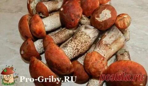 Красноголовик суп