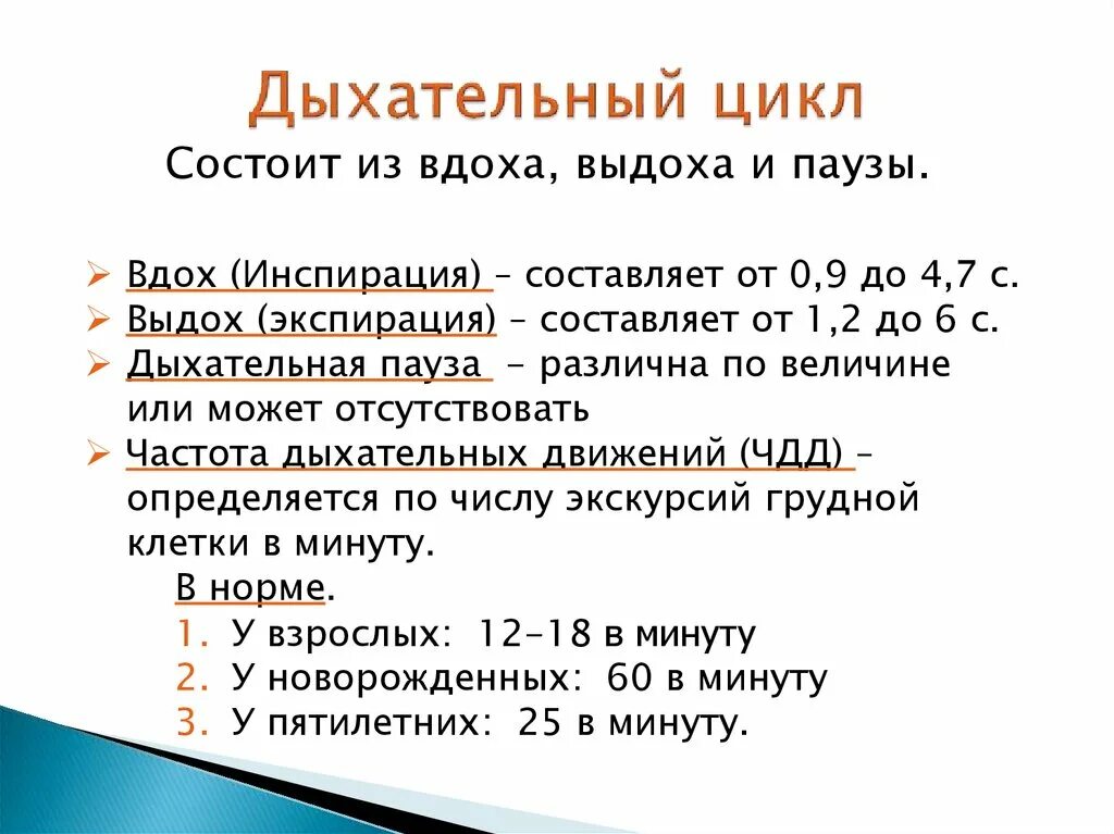 Какое дыхание у взрослых. Дыхательный цикл состоит из вдоха выдоха и. Дыхательный цикл схема. Дыхательный цикл вдох и выдох. Дыхательный цикл механизм вдоха и выдоха.