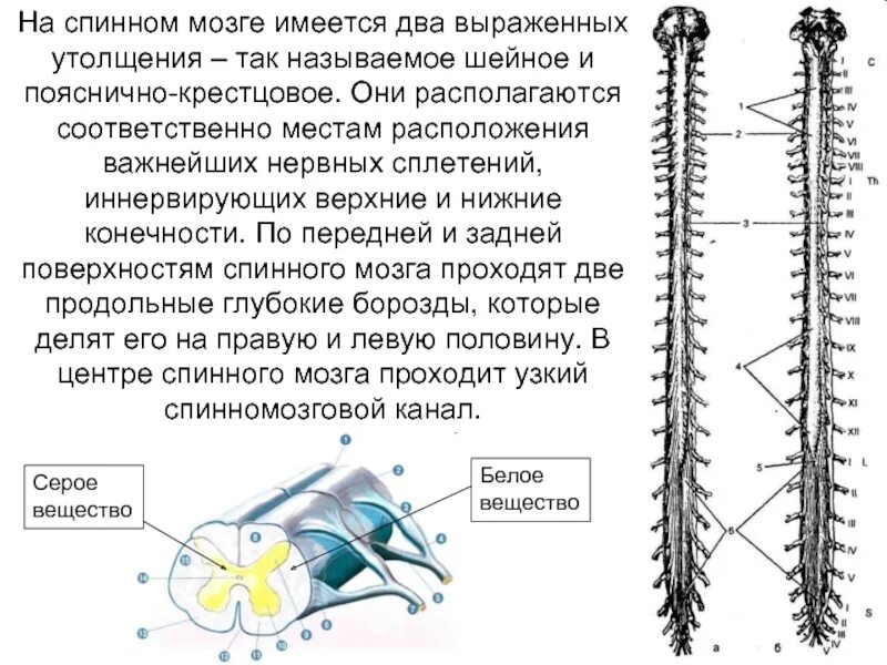 Строение спинного мозга утолщения. Спинной мозг топография строение. Шейное утолщение спинного мозга. Поясничное утолщение спинного мозга.