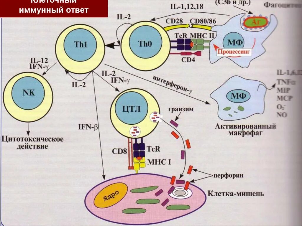 Cd4 и cd8 иммунный ответ т лимфоциты. Лимфоциты клеточный и гуморальный иммунитет. Активация клеточного и гуморального иммунитета. Т лимфоциты клетки гуморального иммунитета.