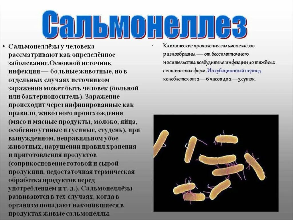 Сальманалиоз. Очаг поражения сальмонеллеза. Кишечная инфекция сальмонеллез симптомы. Solmonelyoz. Информация про сальмонеллез.