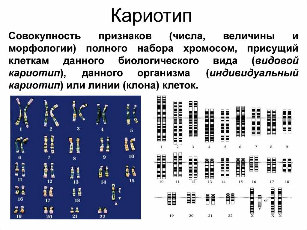 Кариотип человека определяют