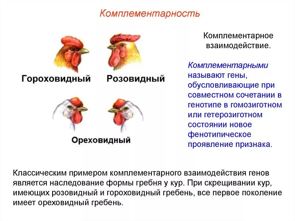 Комплементарное взаимодействие генов примеры. Комплементарное взаимодействие неаллельных генов. Задачи на комплементарное взаимодействие генов. Комплементарный Тип взаимодействия генов примеры. Розовидный гребень листовидный гребень