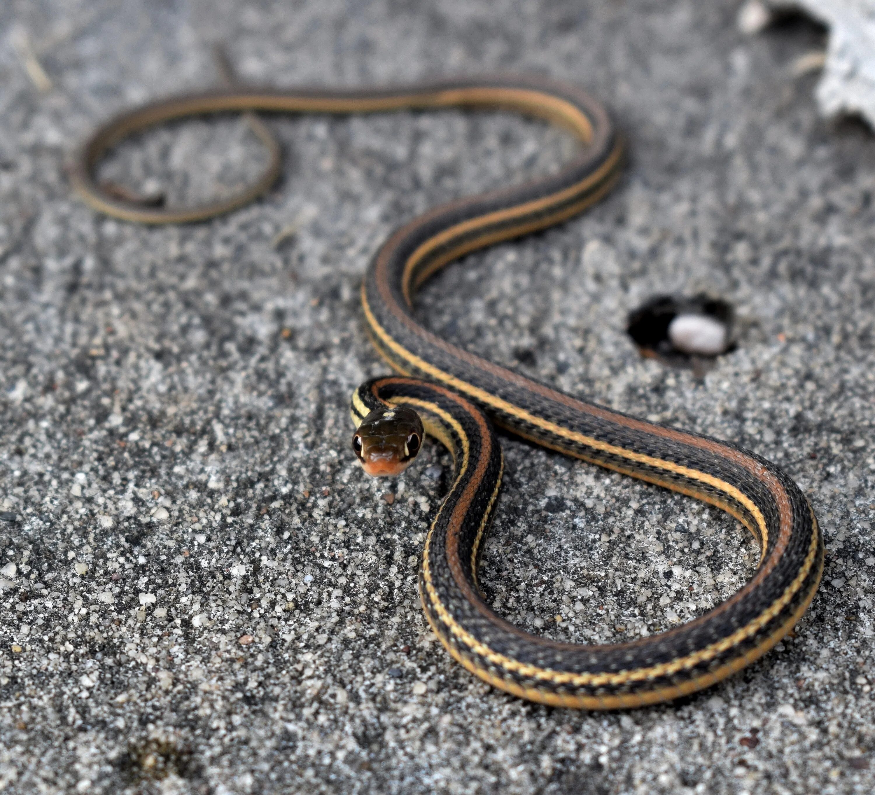 Змеи с полосками на спине. Thamnophis Marcianus Albino. Гадюка Радде. Бычколов змея. Серая змея.