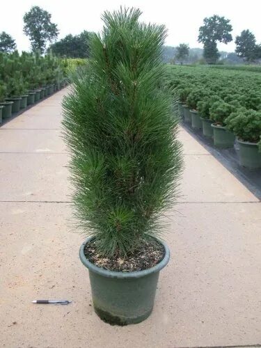 Сосна черная Пирамидалис Pinus nigra Pyramidalis Купить в Питере
