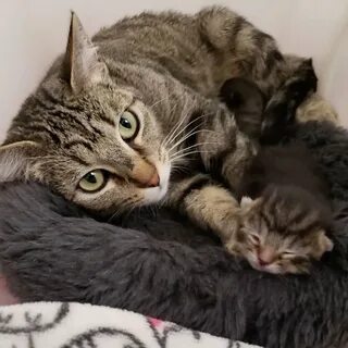 Мама кошечка