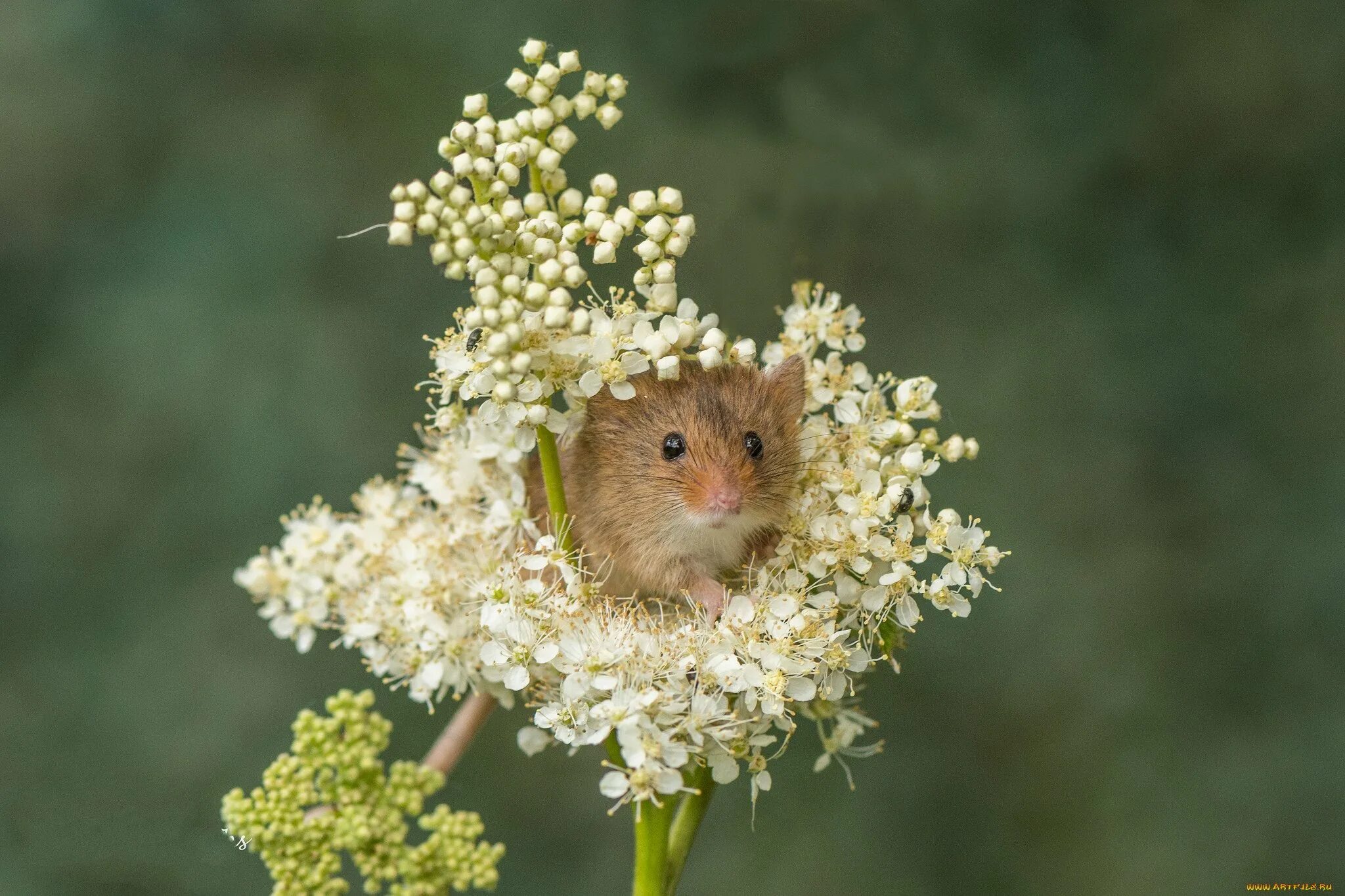 Можно ли хомякам одуванчики. Мышь-Малютка – Micromys minutus. Полевка хомяк. Мышь Малютка ареал. Гнездо мыши малютки.