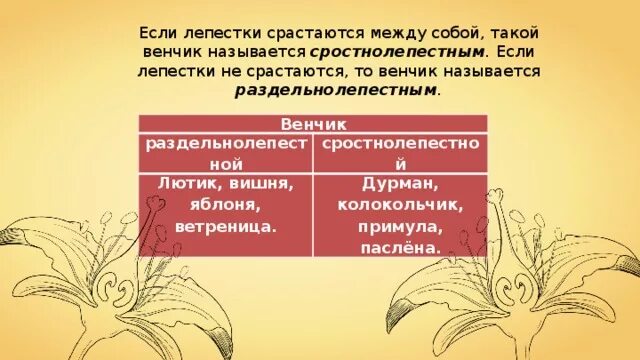 Сростнолепестный венчик. Свободнолепестный венчик. Дэнчик лепестки которого расстаются между собой. Цветки лепестки венчика у которых срастаются. Венчик свободнолепестный или спайнолепестный.