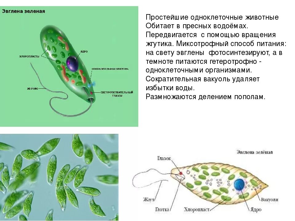 Простейшие организмы в воде. Движение эвглены зеленой. Питание эвглены зеленой. Одноклеточные животные эвглена зеленая. Эвглена зелёная протисты.