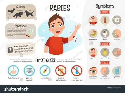 Vector medical poster rabies. 