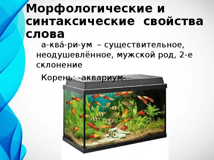 Аквариум значение. Словарное слово аквариум. слово аквариум. текст про аквариум. как произошло слово аквариум.