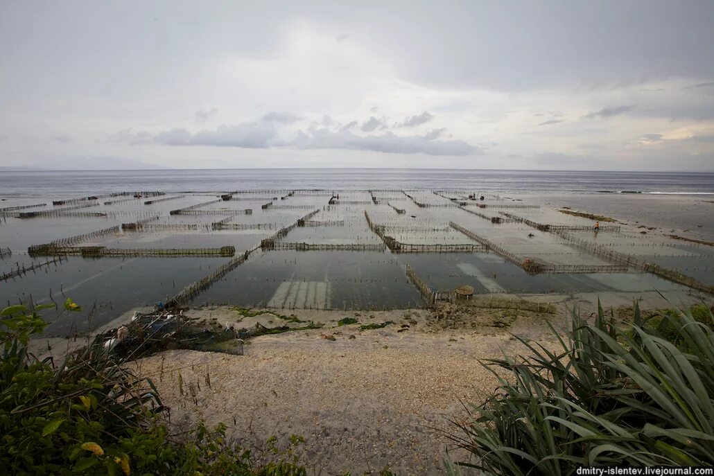 выращивание морских водорослей. марикультура культивирование водорослей. марикультура культивирование водорослей. выращивание морских водорослей. выращивание морских водорослей.