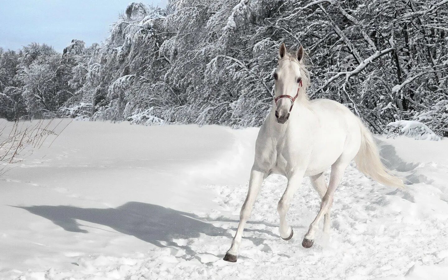 конь в сугробе. лошадь удачи. красивые лошади орловский рысак. лошади зима. обои на рабочий стол лошади зимой.