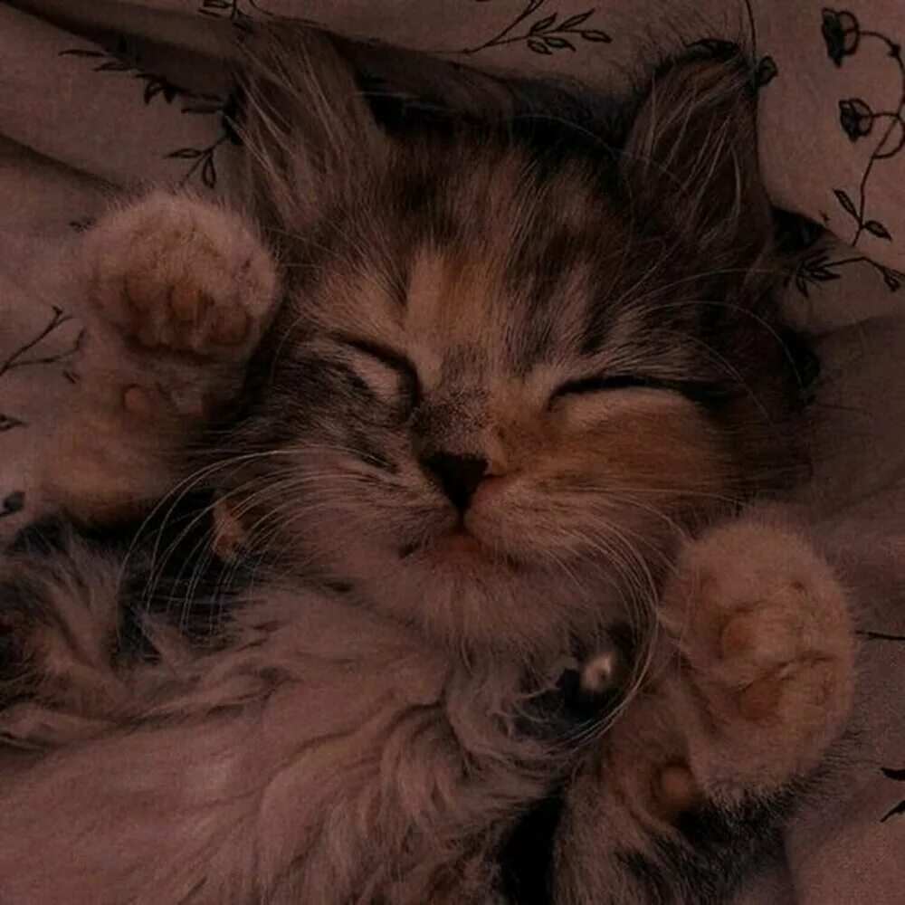 Пикчи с котиками. Милые котейки. Милые коты пикчи. Сиба ину. Милый котик с надписью.