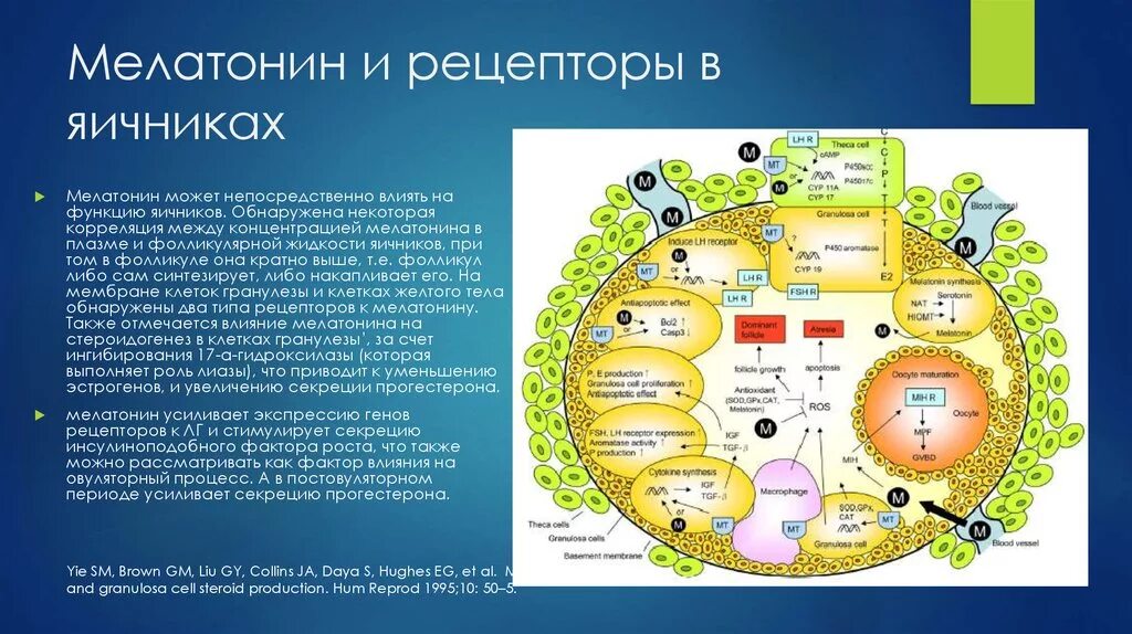 Функции гормона мелатонина. Мелатонин роль в организме человека. Функции и рецепторы мелатонина. Роль мелатонина в организме. Мелатонин для чего нужен организму