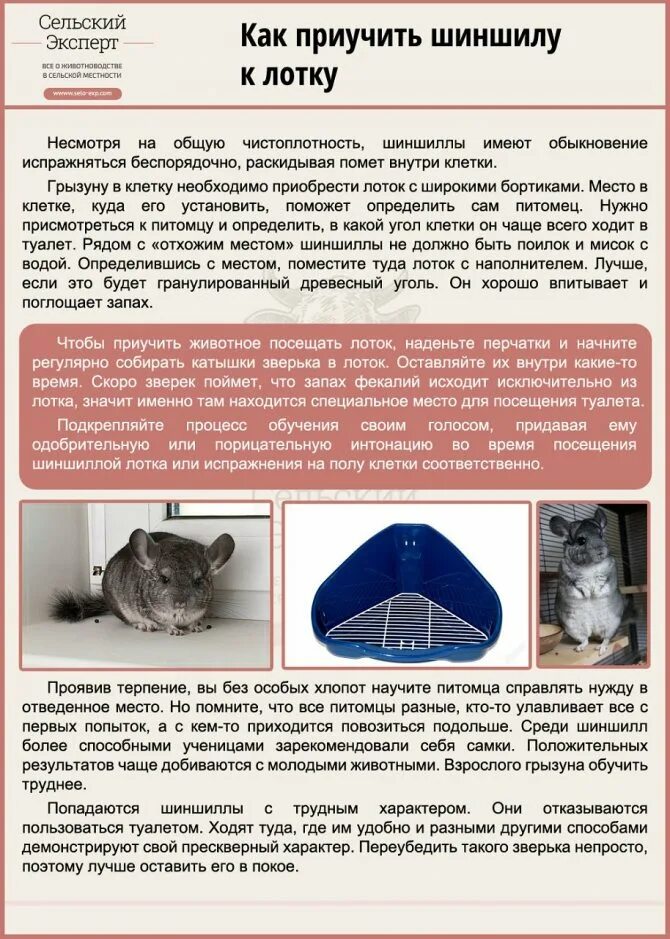 Чем можно кормить шиншиллу. Рацион шиншиллы. чем кормить шиншиллу в домашних условиях список. чем можно кормить шин шилу. что можно давать шиншиллам в домашних условиях.