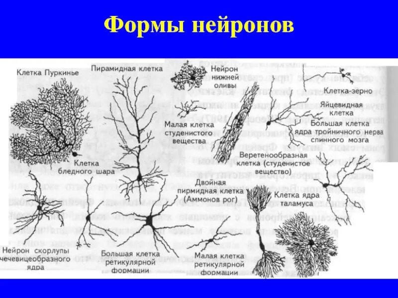 Пирамидальные нейроны. Формы нейронов. классификация нейронов по форме. пирамидные и звездчатые нейроны. классификация нейронов по форме тела.