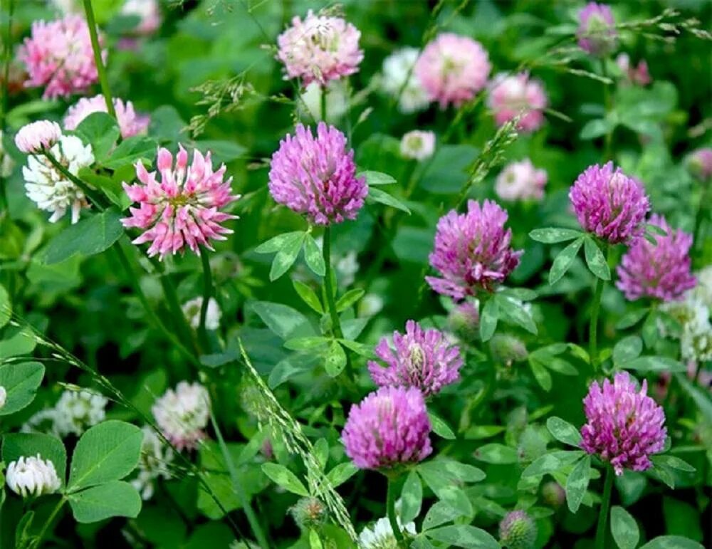 Клевер растение фото. Красный Клевер Trifolium pratense. Клевер Луговой Trifolium praténse. Клевер Луговой - Trifolium pratense l. Клевер красный Луговой Тайфун.