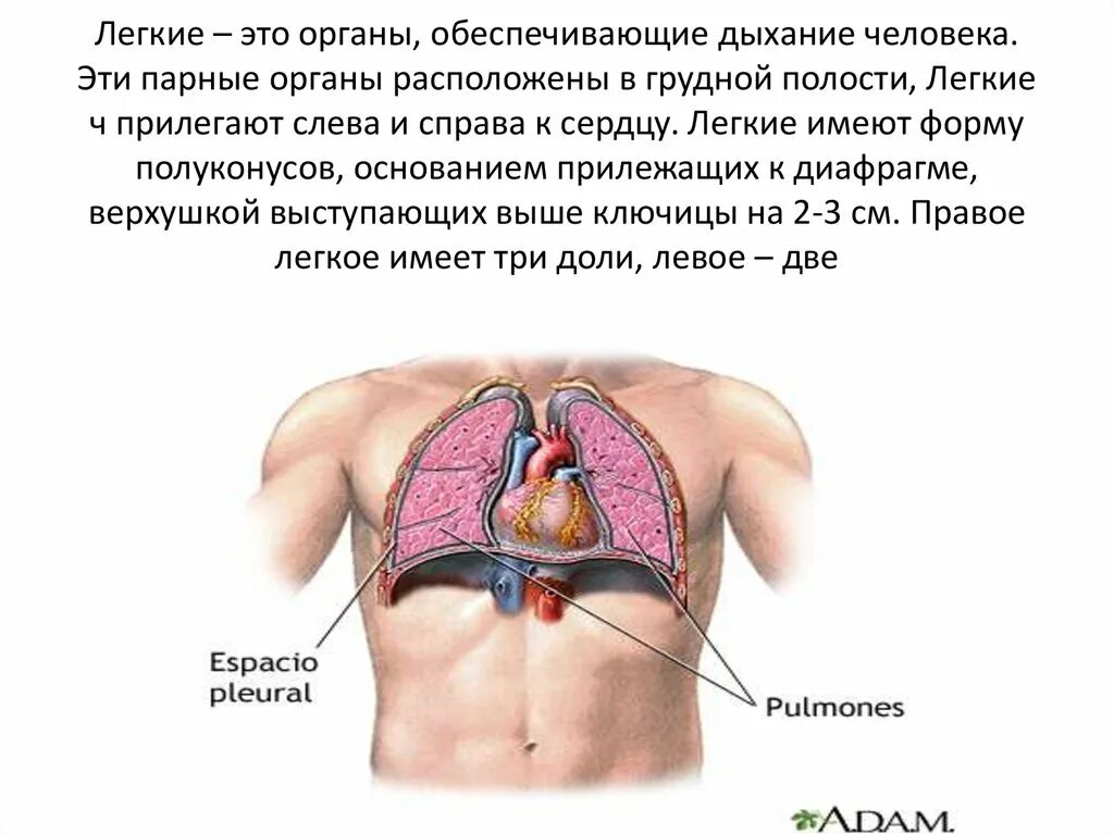 Где находятся легкие. Расположение легких. Расположение легких в грудной. Органы находящиеся в грудной полости. Расположение легких в грудной полости.