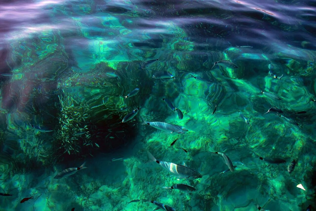 Бассейн водоросли. Море изумрудного цвета. Изумрудная вода. Изумрудный цвет в природе. Океан изумрудного цвета.