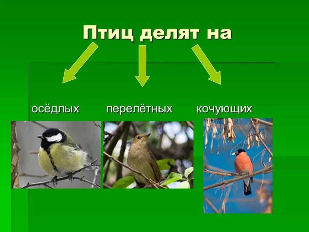 Оседлые птицы. Что такое осёдлый образ жизни у птиц. Какие птицы оседлые. Кочующие птицы.